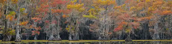 This autumn image of a cypress swamp is a link to a larger version.
