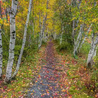 Birch-Lined Trail with Autumn Leaves Fall photo of a gravel trail lined with birch trees and autumn leaves in Acadia National Park, taken by Brad Winget under soft overcast light.