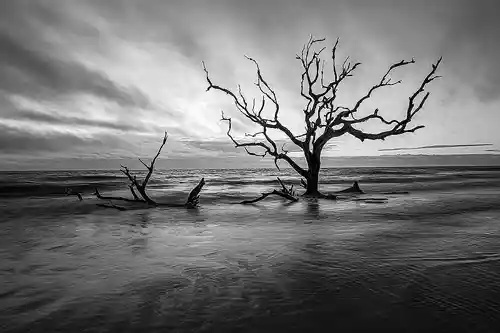 Resilient Tree at Sunrise Black and white sunrise photo of a resilient tree standing in the surf at boneyard beach, with dramatic clouds and branches from a fallen tree in the water. Image by Mark Leatherman.