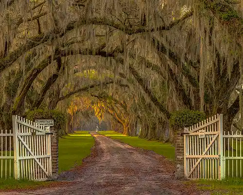 Sunrise Through the Oaks - Spanish Moss and Open Gate Sunrise photo of a dirt lane under moss-draped oak trees with an open white gate in the foreground and warm light on distant trees. Taken by Brad Winget near Charleston.
