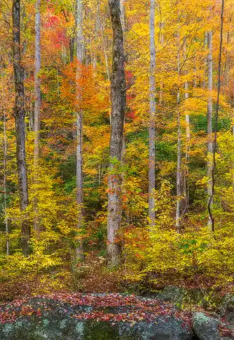 Vibrant Fall Forest with Lichen-Covered Rock, Smokies Fall forest photo with red, orange, yellow, and green foliage, vertical tree trunks, and a lichen-covered rock in the foreground. Taken in Great Smoky Mountains National Park by Mark Leatherman.