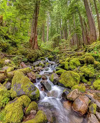 Mossy Stream, Olympic NP Photo of a narrow stream flowing between moss-covered boulders and tall forest trees in Olympic National Park, taken by Brad Winget under overcast light.