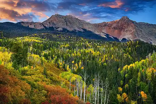 Morning Light and Bare Aspen - San Juan Mountains Sunrise photo of the San Juan Mountains near Dallas Divide, Colorado, with fall-colored aspen and scrub oak, and a stand of bare aspen trees in the foreground. Image by Rick Russell.