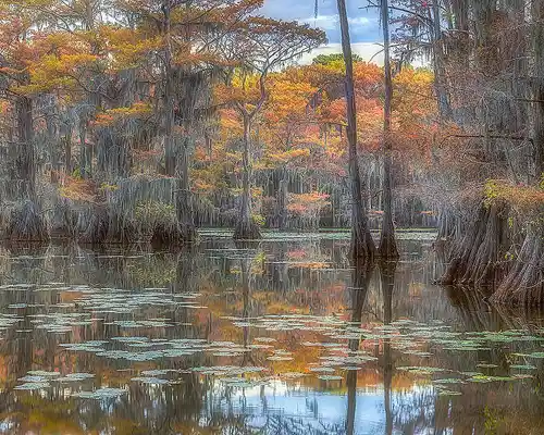 Cypress Swamp Fall Autumn photo of cypress trees with Spanish moss rising from the swamp at Saw Mill Pond, Caddo Lake, with reflections in the still water. Image by Brad Winget.