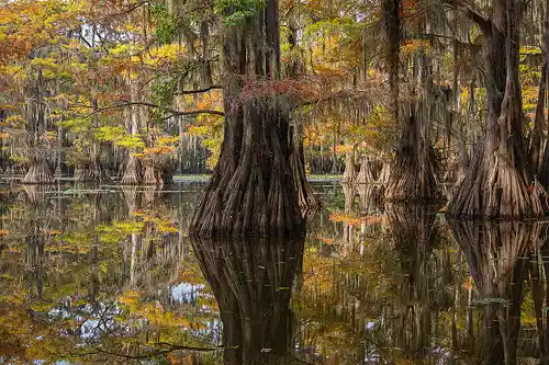 Autumn Cypress Trunks Close-up photo of autumn cypress tree trunks with Spanish moss reflected in the still waters of Saw Mill Pond at Caddo Lake. Image by Dale Sullivan.