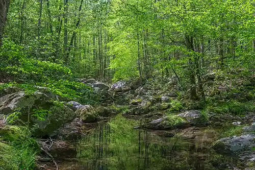 Spring Forest Reflections Spring forest scene in the Great Smoky Mountains with a still pool reflecting green foliage and surrounded by large moss-covered boulders. Image by Mike Basista.
