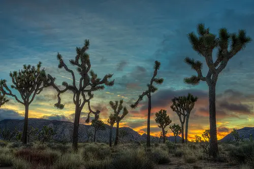 This Joshua Tree National Park image is a link to a larger version.