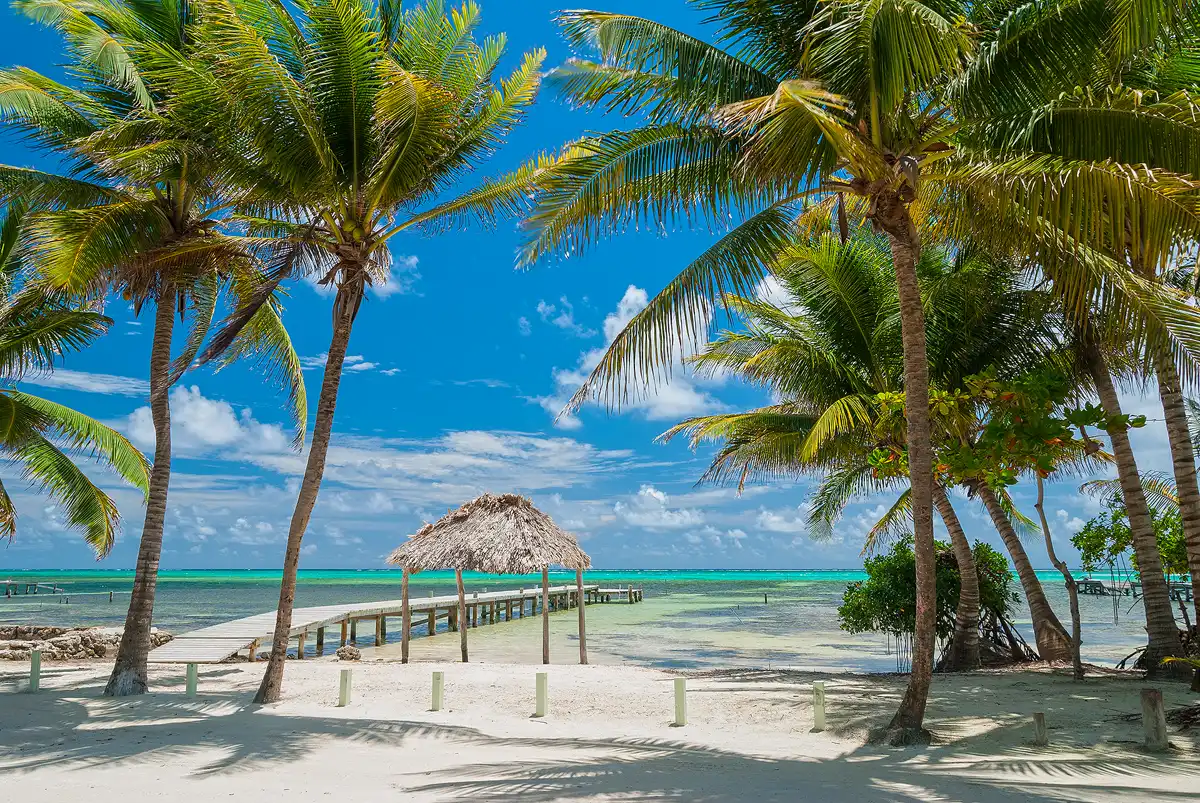 Perfect sunny day, tropical beach photo. The blue sky has fluffy, white clouds. The foreground has palm trees spaced along a sandy beach, in a gap, in the palm trees near the middle of the frame there is a palapa at waters edge and a wooden pier taking the viewer out into the blue-green Caribbean water.
