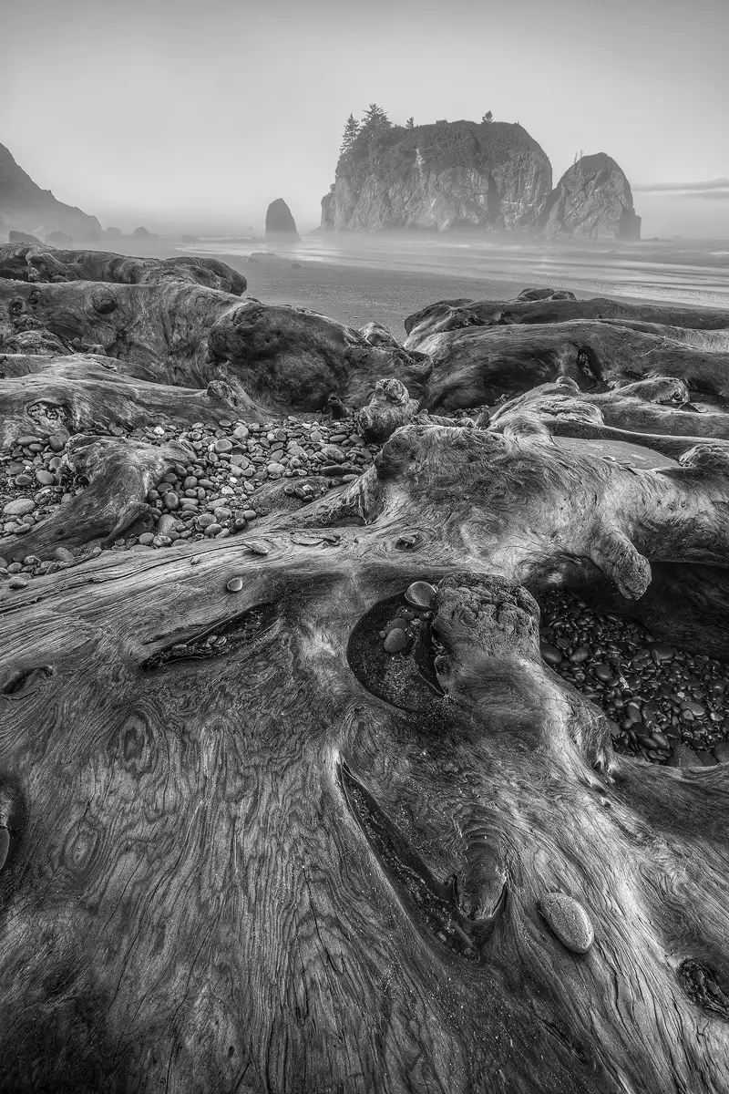The bottom two thirds of this black and white, vertical image show a large mass of gnarled driftwood on a beach and it has been polished by wave action. The various low depressions and pockets in the driftwood are filled with smooth, rounded pebbles and stones. In the background, in the upper third of the image, there is a low, thin fog in the air above the water where one can see rock spires and a tree capped island.