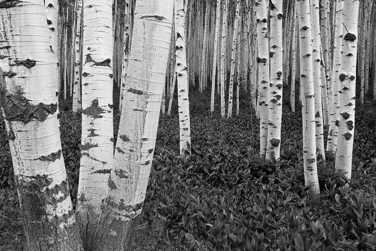 Black and white photo of a forest of aspen trunks. There is very little under brush and the denuded trunks are clustered in groups so there are view lanes between clusters that penetrate deep into the forest.
