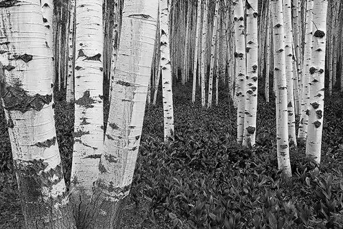 This black and white image of a forest of aspen trunks is a link to a larger version.