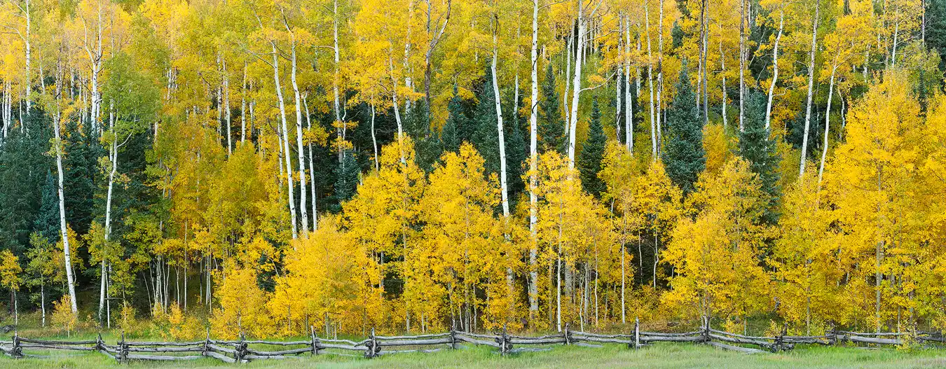 An old zig zag fence at the edge of a meadow runs along the bottom of this image. Behind the fence is a forest which fills the rest of the frame. The autumn forest has very tall aspen providing golden color across the top of the image. A bit lower there are the tops of intermittently spaced spruce trees. Across the bottom of the forest and blocking the lower portions of the spruces is a band of young, golden aspen showing color down to the top of the fence.