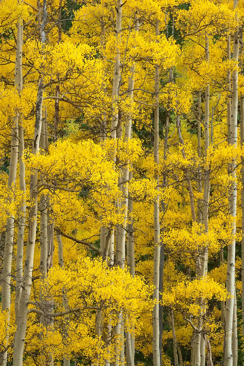 This vertical image was taken with a long lens and frames only a very colorful section of an autumn aspen forest. The scene is just aspen trunks partly hidden in many large branches of peak fall color.