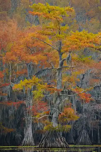 This autumn bald cypress tree image is a link to a larger version.