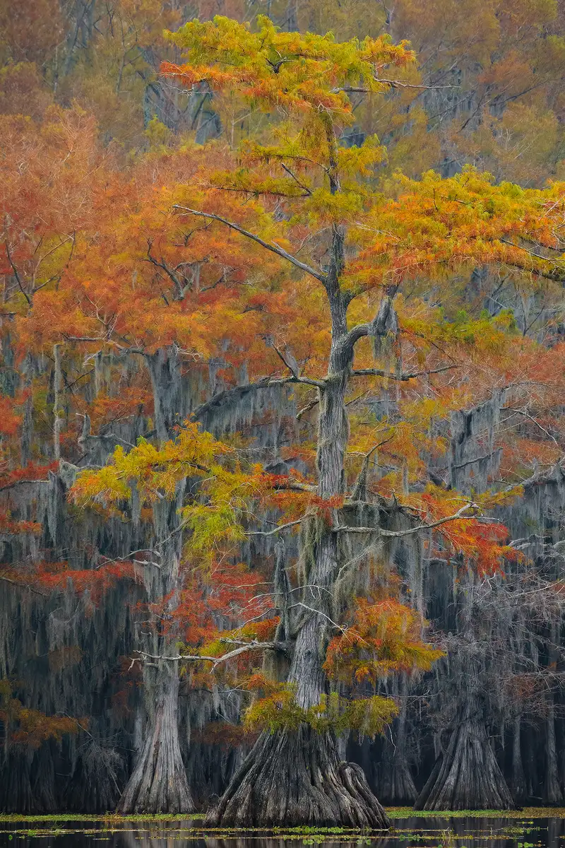 A long lens photo of one elegant bald cypress tree with peak fall color set against a backdrop of other trees that have already dropped most of their fall color. The tree is shown emerging from swamp water and fills most of the frame. Of course Spanish moss is draped over many branches in the scene.