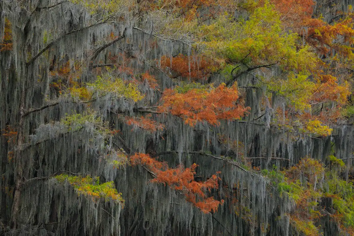 Long lens photo of layers of cypress boughs displaying fall color. Every bough is draped with Spanish moss and the fall color only shows at the ends of the branches.