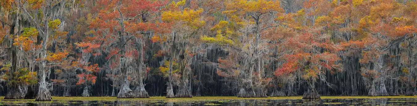 Panorama of cypress trees in a swamp displaying yellow and orange fall colors.