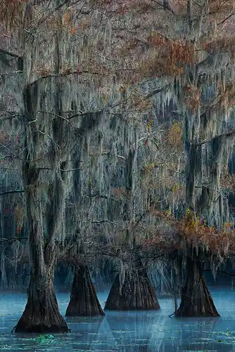 This Caddo Lake State Park image is a link to a larger version.