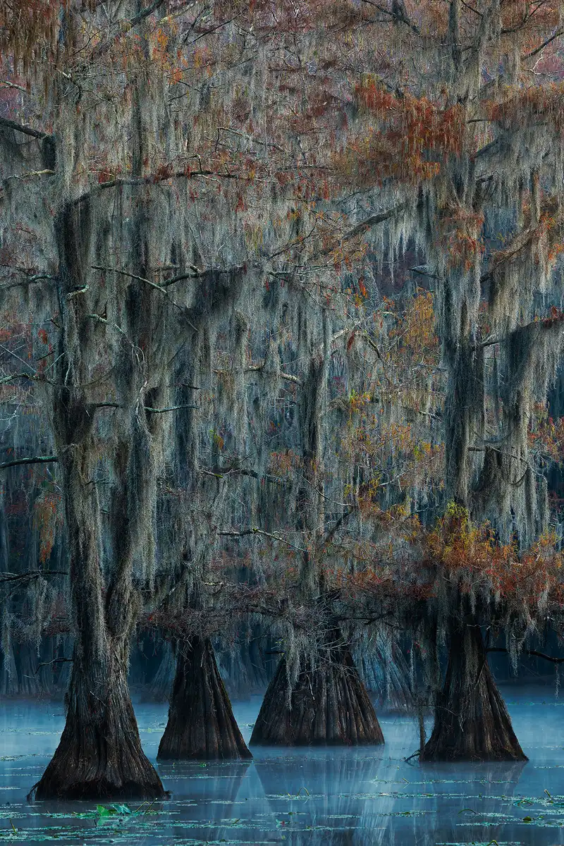 One's attention is first drawn to the bottom of this long lens, vertical image. There one finds four spaced apart cypress tree trunks emanating from the swamp water which has a thin layer of fog just above it. This fog is the brightest area of the image and glows blue, reflecting the pre dawn sky above. From there the eye moves up to see that four fifths of the image above shows the many branches of the trees draped with Spanish moss and some dull fall colors still clinging to a few.