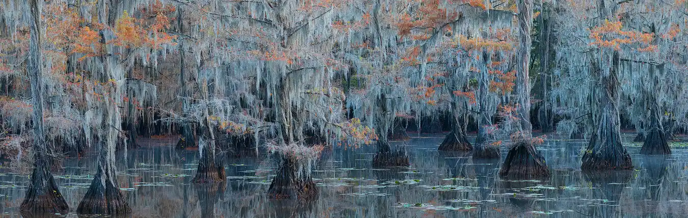 The pre sunrise, blue sky, cast it's light into this swamp causing the water to appear as if it's glowing with blue light. Spanish moss hangs from every possible limb and twig on the pleasingly spaced cypress trees and due to it's light tone it reflects the blue light in much of the scene. Autumn colors still cling to many cypress branches creating a wonderful yellow orange contrast to the blues of the image.
