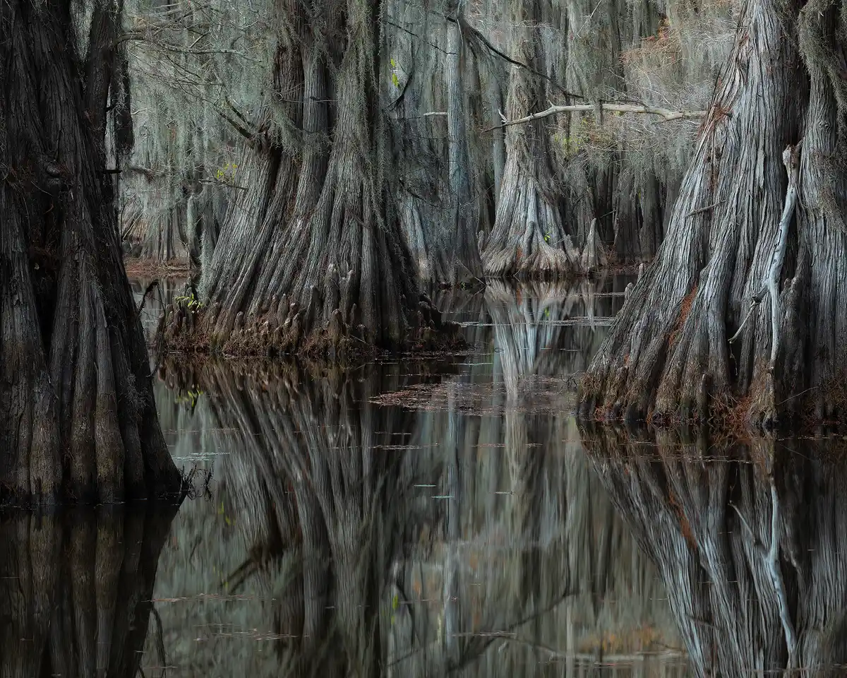 Diffuse evening light fills this scene of large cypress tree trunks and their reflection in calm swamp water. Caddo Lake State Park.