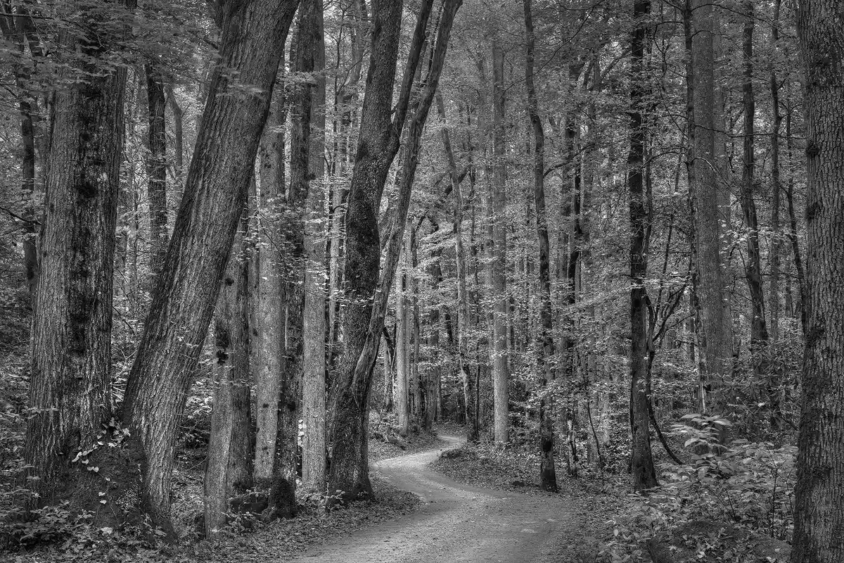 This black and white image shows a dirt lane entering in the bottom middle of the frame and narrowing as it serpentines into the lower quarter of the frame. Both sides of the lane are lined with old growth hardwood forest in Great Smoky Mountains National Park. The rest of the fame shows large tree trunks and the understory of this magnificent forest.