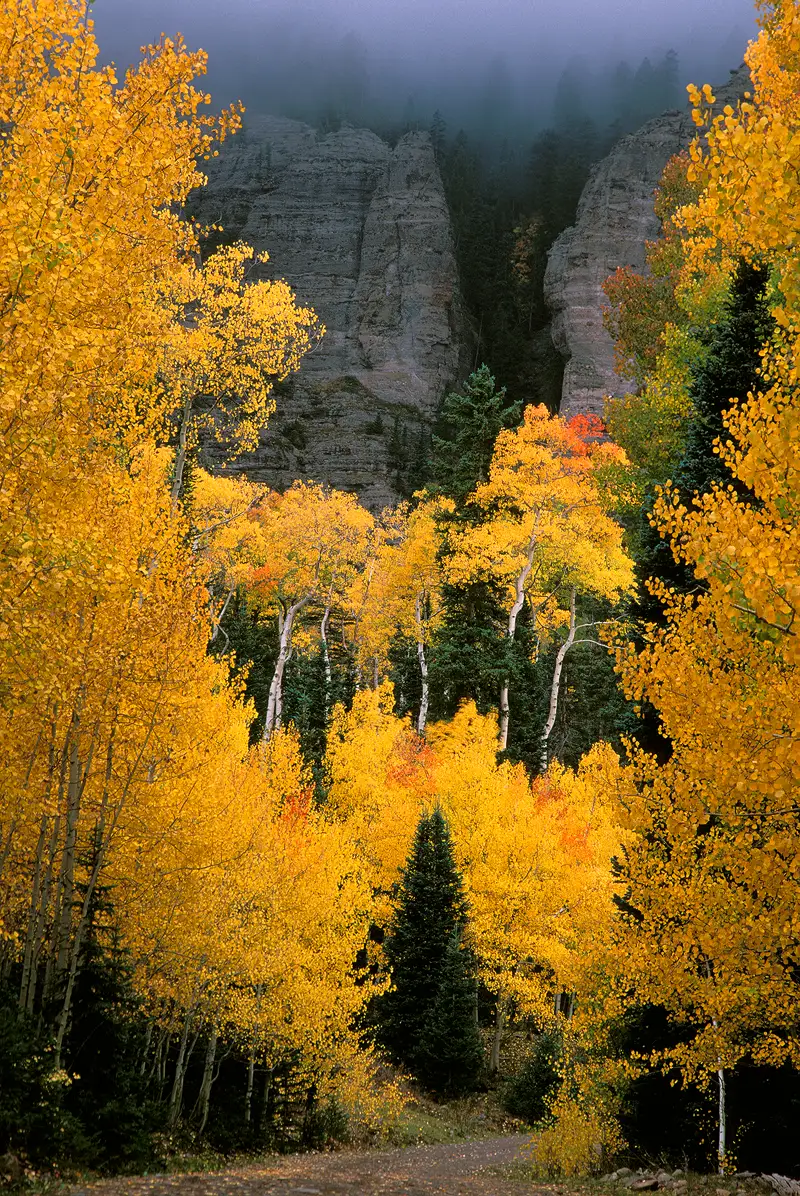 The very bottom of this autumn, vertical image shows a dirt road entering in the middle of the frame and curving to the right, disappearing behind aspen and spruce trees at the edge of the road. The road is framed left and right by aspen at peak fall color and an occasional spruce tree. Moving up in the image there are more golden aspen, occasional orange aspen and a lesser number of spruce trees. The top of the image show the rocky wall of the mesa, here it has a large, vertical crack with spruce trees growing in it and it leads the eye to the top of the mesa which is shrouded in fog. Outlines of spruce trees disappear into the fog. This interesting background is framed left and right by foreground, golden aspen tree tops.