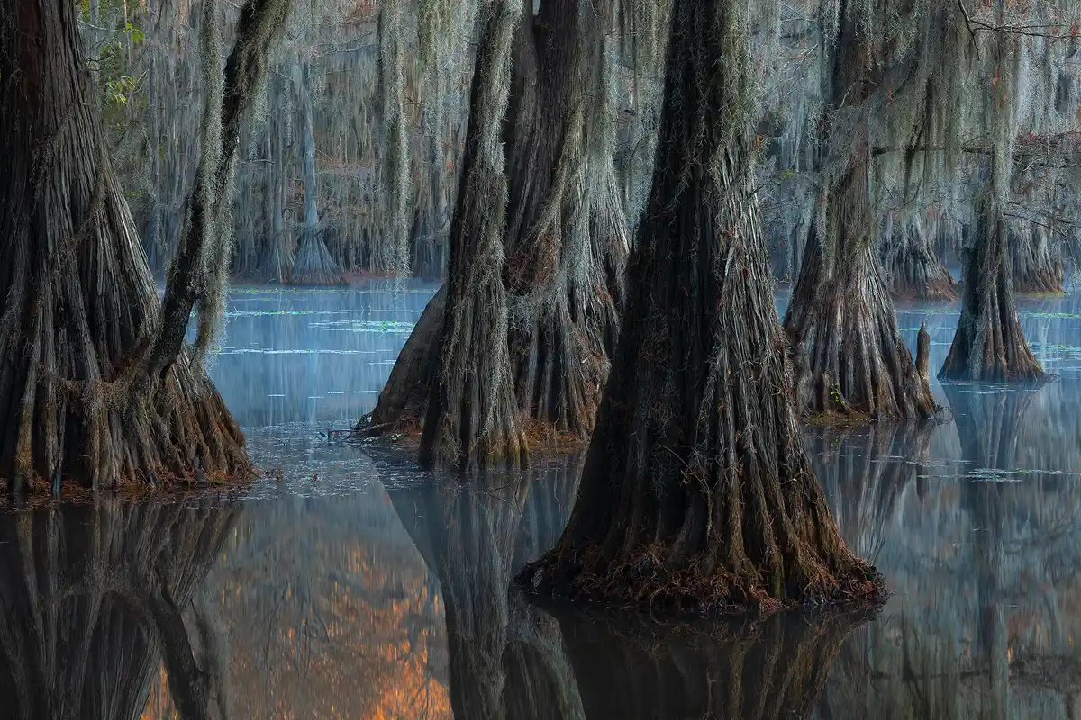 This is a morning image of large cypress tree trunks and their reflection in calm swamp water in Caddo Lake State Park. The water and thin fog above it have a bluish hue due to reflecting the sky above.