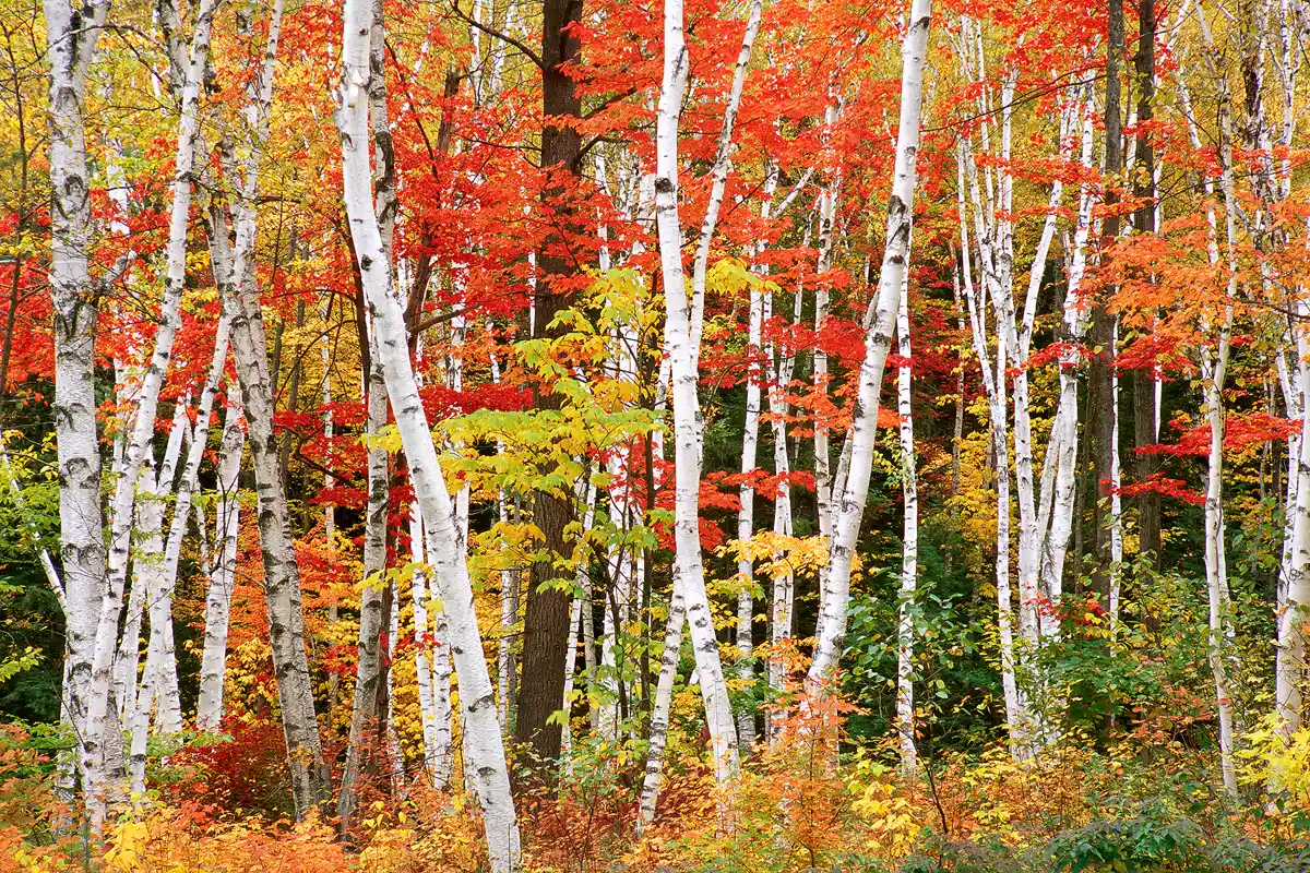 Numerous slender, white birch trunks meander vertically through an autumn forest displaying vibrant reds, oranges and yellows with just enough green for wonderful contrast.