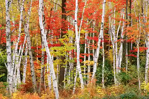 This autumn birch forest image is a link to a larger version.