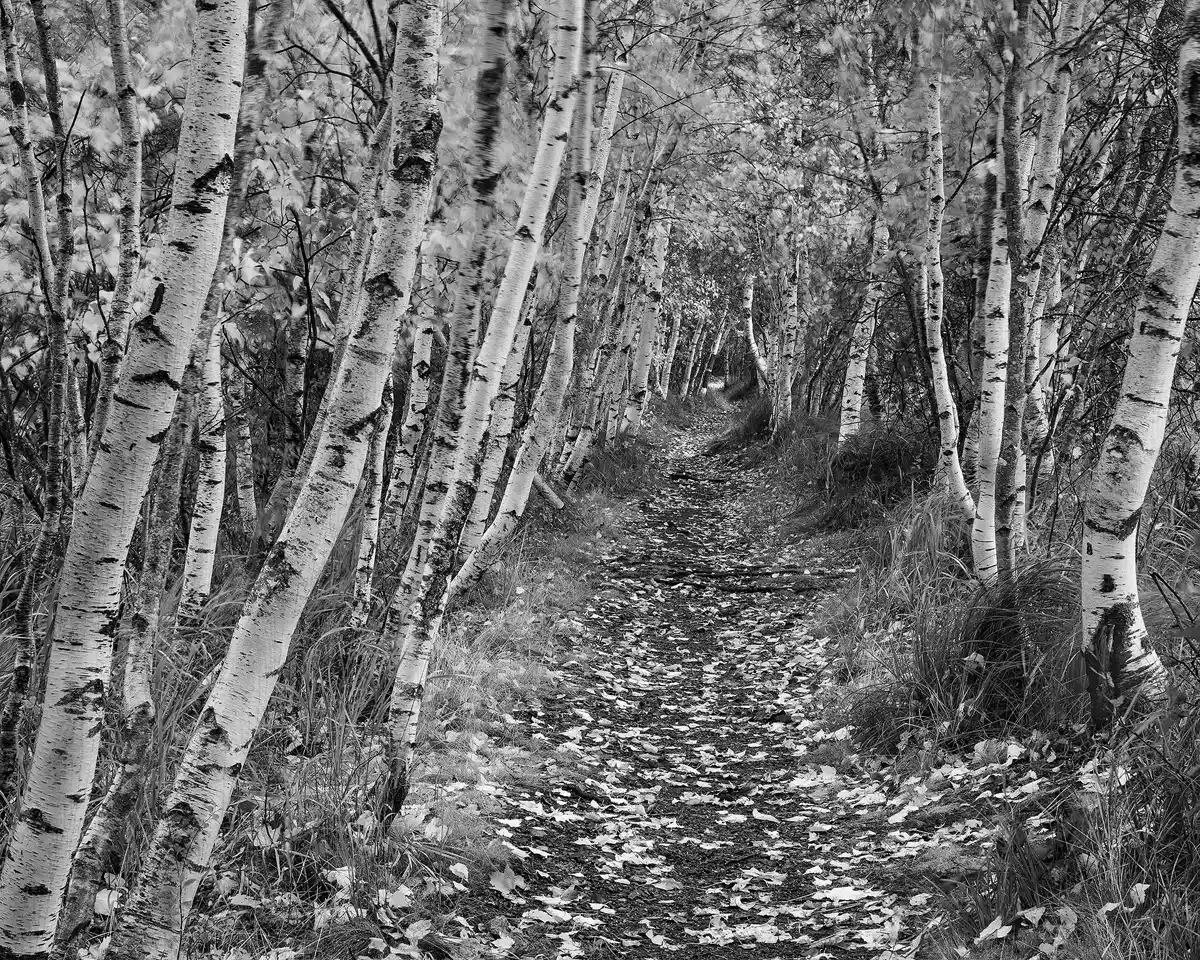 This black and white image show a dirt path entering in the bottom, middle of the frame filling four fifths of the width. The dirt path narrows to a vanishing point about two thirds of the way up the image. Lining both sides of the path are tight clusters of thin wavy birch trees, whose bare trunks are between three and seven inched in diameter. Their branches interlace over the path creating a tunnel that pinches to a small point at the vanishing point.