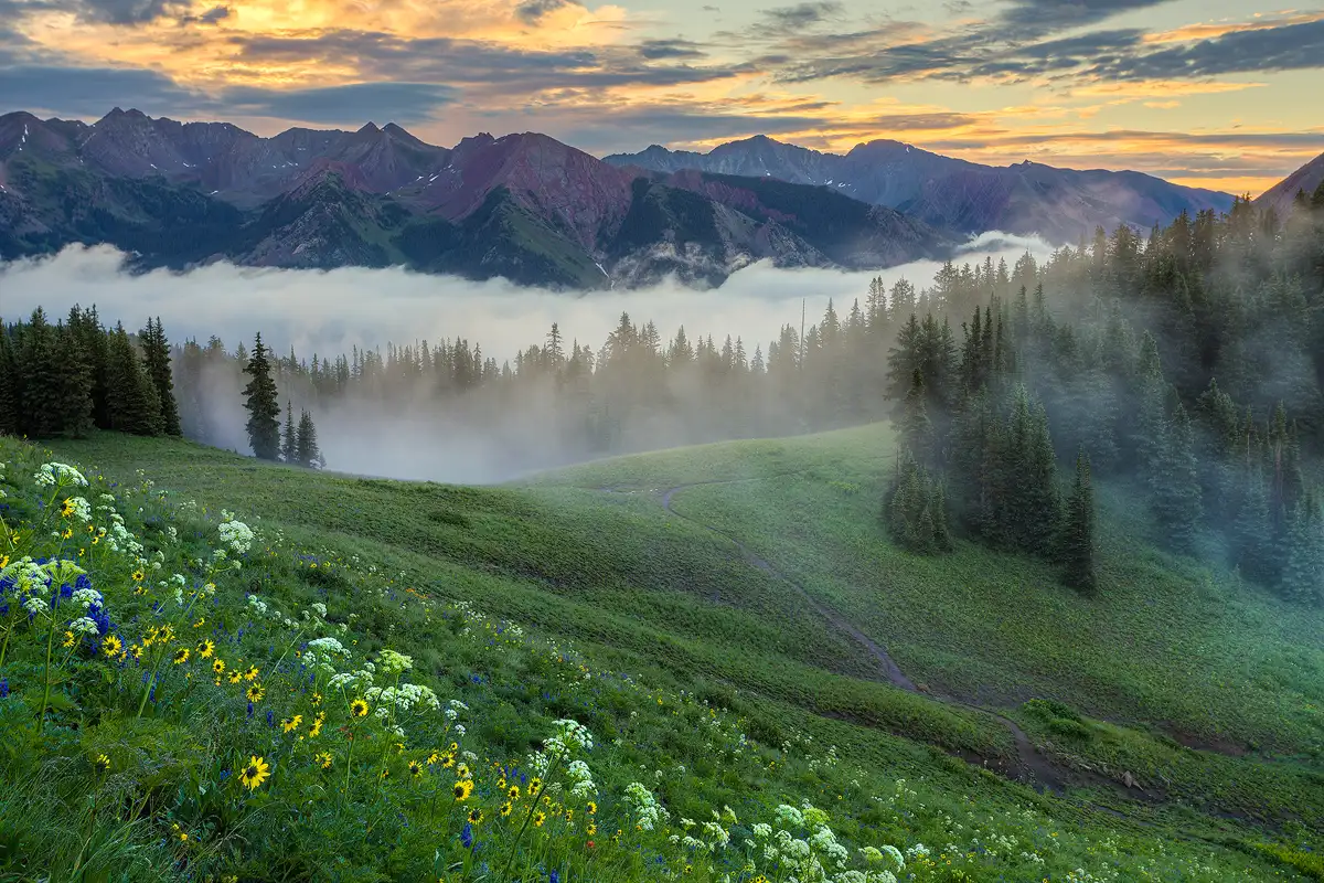 The view is from high in an alpine meadow with white and yellow wildflowers in the foreground on the left. The meadow slopes down to the right then flattens in a saddle where a forest begins. Wispy morning fog hangs in this forest, but further back, in the middle of the image, dense fog fills a low valley and a ridge of Rocky Mountains rises out of the fog on the far side of the valley. Above the mountains the sun is coloring many of the clouds yellow, but has not yet broken through to shine direct light on the scene.