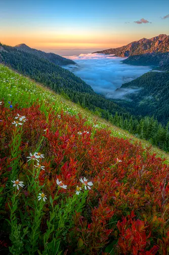 This mountain wildflower image is a link to a larger version.
