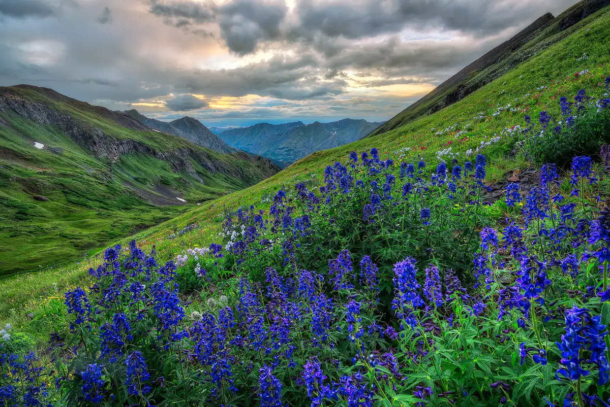 The scene is from an alpine meadow above timberline on the side a large mountain in the Colorado Rocky Mountains. The sloping meadow enters the top of the frame left of the upper right corner and exits above the bottom left corner. This foreground mountainside is full of Larkspur, a beautiful, blue wildflower. The remaining part of the frame, a triangle in the upper left, shows a view down to an alpine valley and across it to a mountainside on the valley's far side. The valley and mountainside slope to the right and down toward the center of the frame and lead to distant mountains. The sky above the far mountainside and distant mountains is mostly cloudy and it's almost sunset so yellowish hues in thinner clouds contrast nicely with the blue of the Larkspur in the foreground.