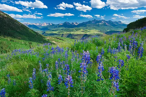 This rocky mountain wildflower image is a link to a larger version.