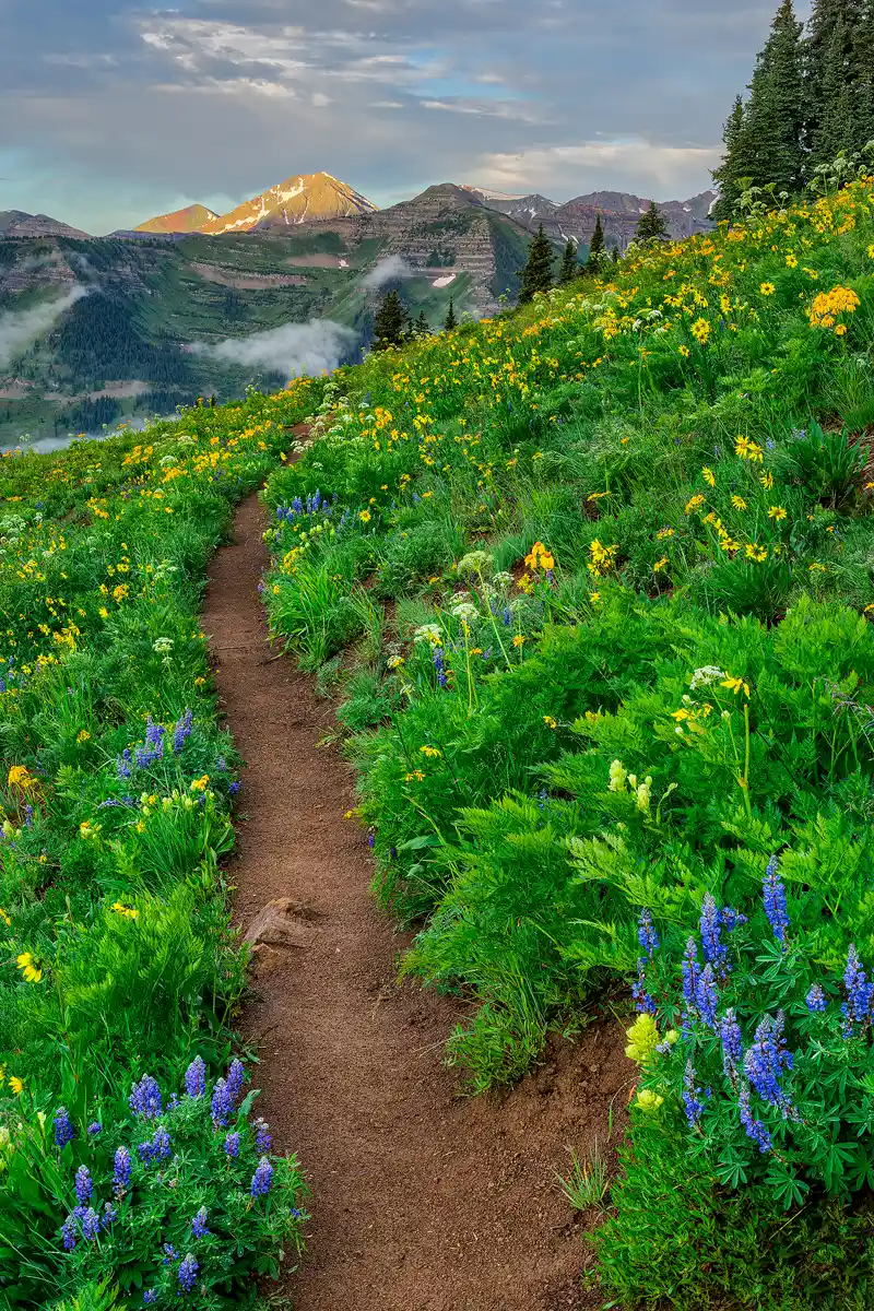 The bottom two thirds of this vertical image shows a path entering the bottom center of the frame which leads up into the image and across an alpine meadow that slopes to the left. The meadow is full of yellow, white and blue wildflowers and it's still in morning shade. The trail is a beautiful leading line that takes the viewer to a sun lit mountain top some distance away in the background.