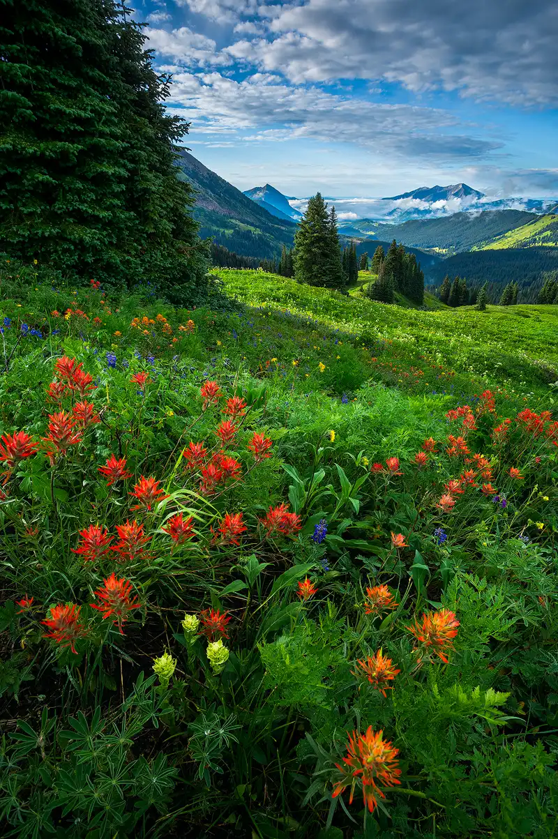 This wide angle, vertical image is from an alpine meadow high in the Rocky Mountains above Crested Butte, Colorado. The sun has risen, but it's still early in the morning. The lower half of the frame shows a close foreground of vibrant orange Indian Paintbrush contrasting nicely with other green plants in the meadow. The upper half of the frame shows the bottom of a large, nearby spruce tree on the left third then on the right two thirds the view is down and through the mountainside meadow to the forested valley below where early clouds still linger. On the far side of these clouds mountain tops rise into a pretty, partly cloudy sky.