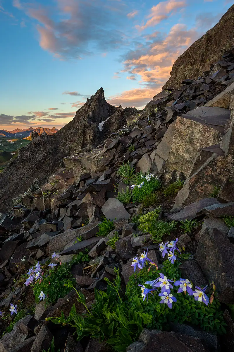 A very steep mountainside strewn with angular boulders comes down from the upper, right corner of this vertical image and exits below the middle of the left side. Three clumps of blue columbine are very visible growing in the boulders. The closest one is nearby, in the lower right, and provides the viewer an entry point into the image. Scanning up past the boulders, in the middle of the frame, there is a nearby, pinnacle shaped mountain top. Behind it, to the left and much further back, distant mountain tops are receiving early morning light. Above one sees a blue sky with a few clouds also receiving warm hued morning light.