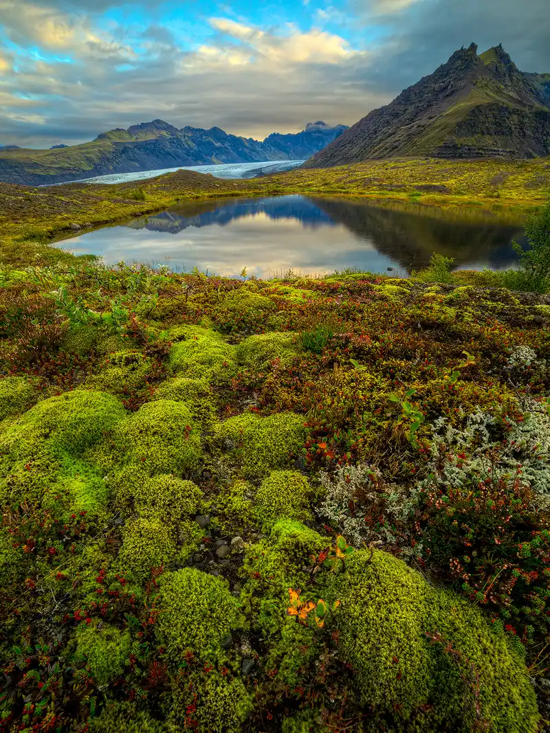 Mossy, green tundra pervades Iceland. This wide angle, vertical, predawn image shows a close view of this tundra during autumn. In the bottom two thirds of the image there are red and yellow tiny plants growing in and around green, moss clumps. In the upper third there is a pond that reflects a nearby mountain on the right and a glacier and distant mountains on the left.  Above the mountains is a mostly cloudy sky turned yellowish by the morning sun, but some blue patches are also present.