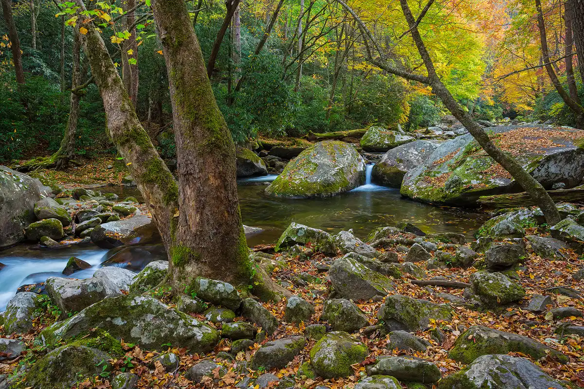 The foreground is mostly large rocks protruding from autumn leaves on the forest floor. In the mid-ground there is a large pool of water and on the upstream side of the pool are several car sized boulders. A small stream flows between two of these boulders and cascades into the pool. Higher up in the image one sees the forest on the far bank of the stream. The forest is comprised of rhododendron which are green and many hardwoods that are turning yellow, orange and red.