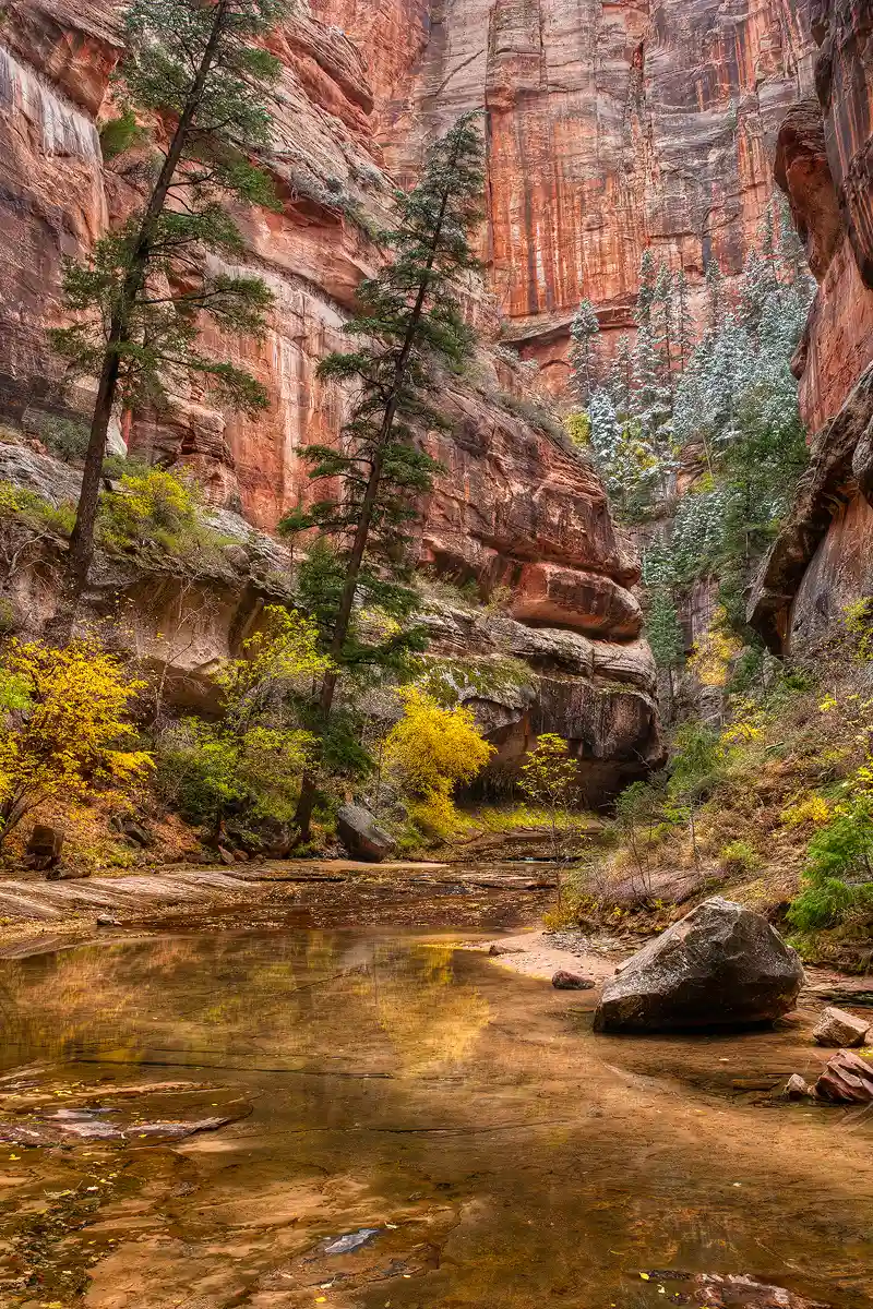 Vertical photograph of The Subway entrance in Zion National Park, Utah. The upper two thirds of this image show the steep, reddish walls of the canyon. Lower on the walls are a few tall pine trees dusted with snow, at their base are a scattering of bushes with yellow, fall leaves. The bottom third of the image shows a calm section of the stream flowing toward the viewer and out the bottom of the frame.