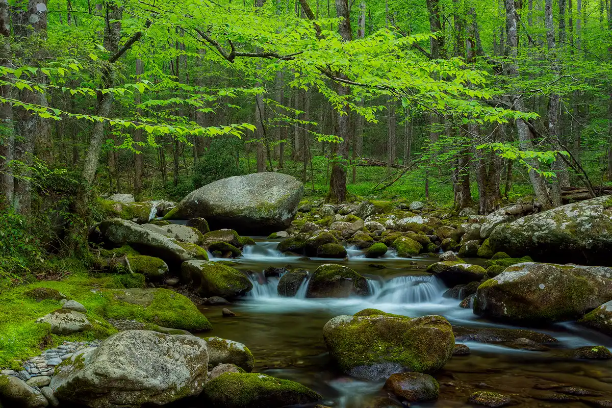 This serene scene has a large stream flowing from the middle of the frame and exiting the bottom right corner. A long exposure causes the few cascades over and around boulders to blur into streaked white haze. The stream is surround by a very green spring time forest but one foreground tree, on the left, is most pronounced as it leans a large nicely leafed branch out over the stream.