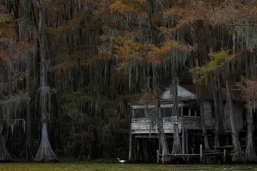 This old, swamp shack image is a link to a larger version.