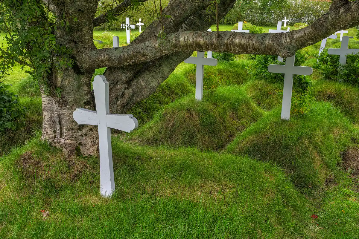 This image of a small, rural cemetery in Iceland shows graves that are green grassy mounds with a styled, white wooden cross over each one. There is a substantial tree trunk growing out of the closest grave on the left side of the image. From the trunk several mature branches grow and lean right across the frame partially obscuring the view of the graves further away, but framing the three closest grassy mounds and white crosses.