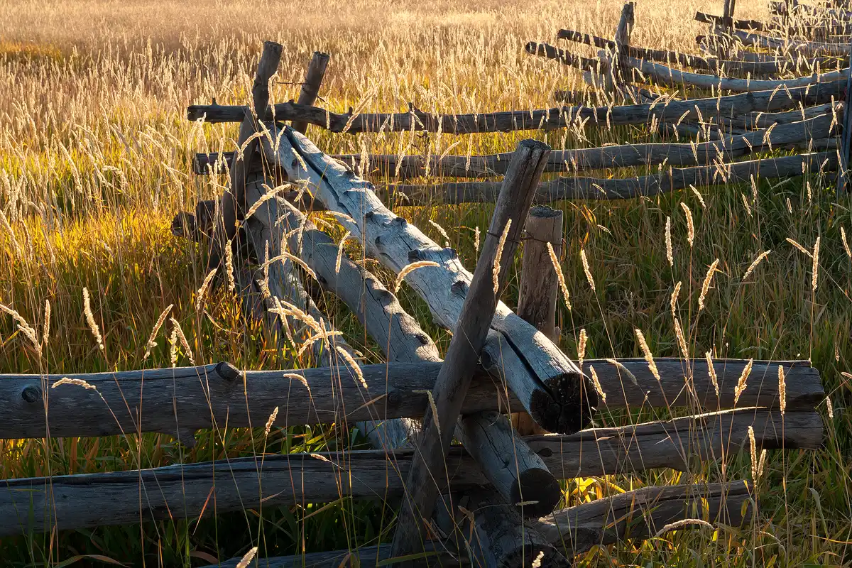 This image shows only a small section of a log, zigzag fence in yellow grass with seed stalks as tall as the fence. The fence enters the bottom left corner and fills the frame there, then it diagonals to the upper right corner where it exits being a bit smaller due to being further away.