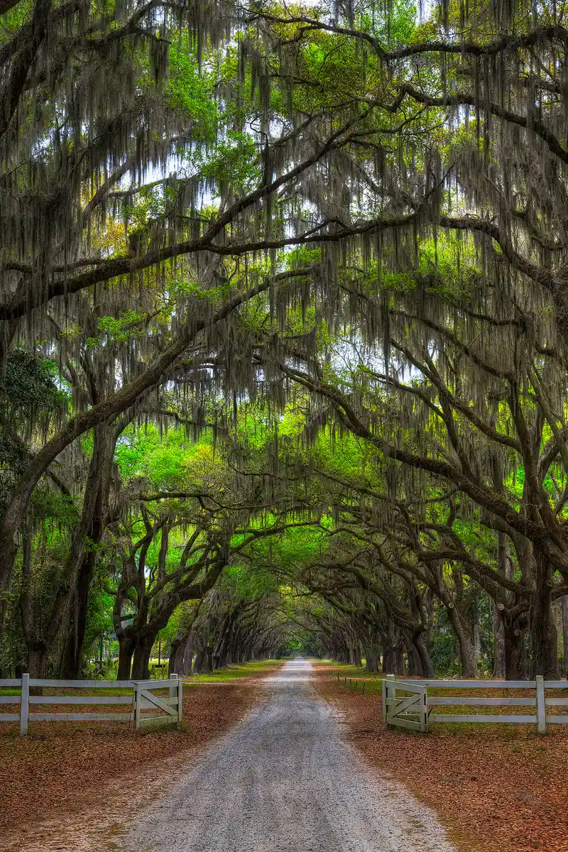 The Wormsloe State Historic Site has carefully maintained a spectacular, mile long, oak lined avenue that vanishes in the distance under the solid canopy of branches and Spanish moss that arch over from both sides of the dirt lane. This vertical image shows the road disappearing in the distance, in the bottom quarter of the frame, while the top three quarters show the marvelous overlapping limbs and Spanish moss.