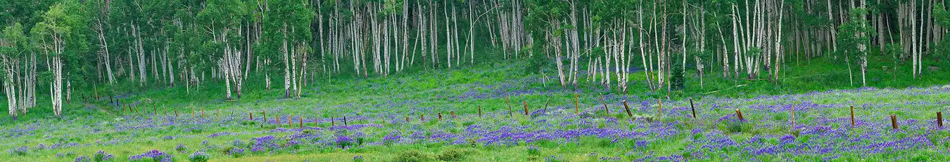 Panorama of aspen and lupine near Crested Butte, Colorado.