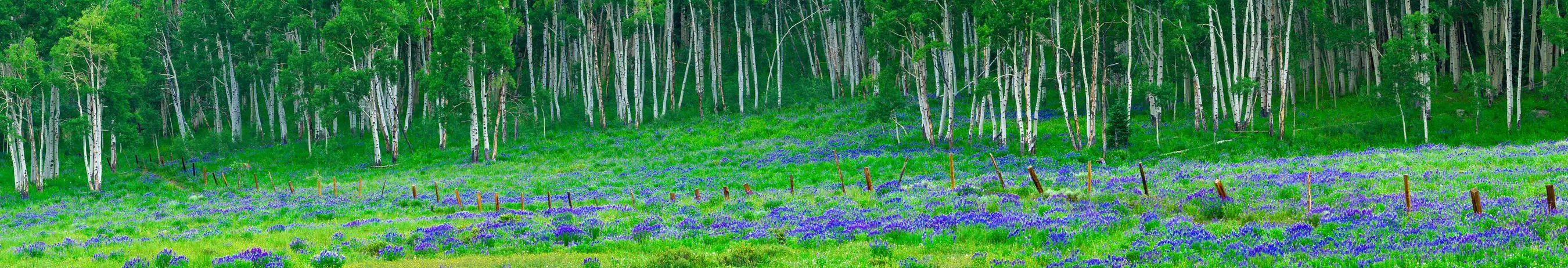 Lupine field and an aspen forest near Crested Butte, Colorado.