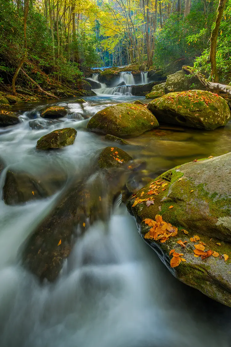 Autumn photo of cascades along the Lynn Camp Prong in Great Smoky Mountains National Park. The camera is placed out over the stream and looking up stream. Swiftly moving, frothy water leads back to several small waterfalls. The canopy above the falls is filled with beautiful autumn colors.