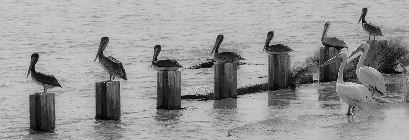 Panorama of seven pelicans, in a row, on short posts at water's edge. They are sitting, facing away from the camera and looking toward the water. Behind them, two more are standing, waiting for a post. Texas gulf coast.